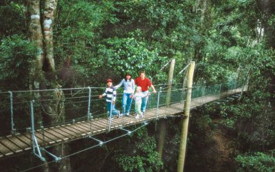 Take a Hike at Tamborine